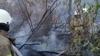 У нацпарку Тузлівські лимани пожежа пошкодила близько 0,7 га лісу